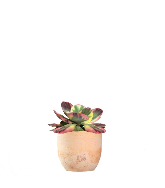 Kalanchoe thyrsiflora variegata