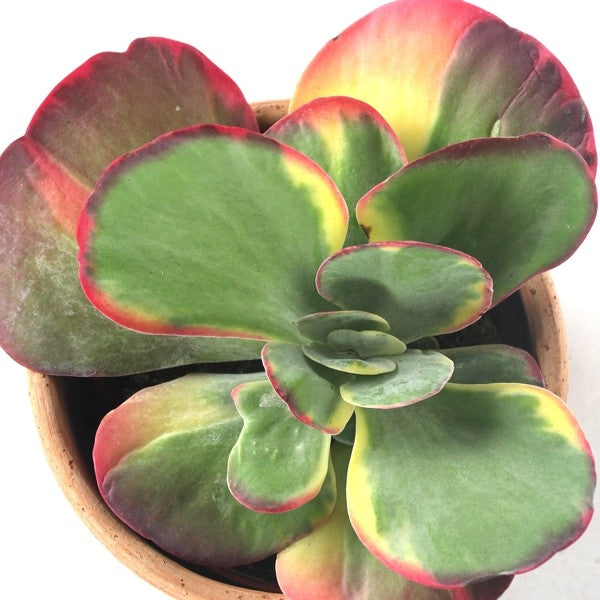 Kalanchoe thyrsiflora variegata