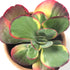 Kalanchoe thyrsiflora variegata