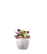 Kalanchoe thyrsiflora variegata