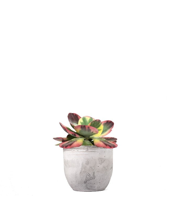 Kalanchoe thyrsiflora variegata