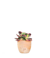 Kalanchoe thyrsiflora variegata