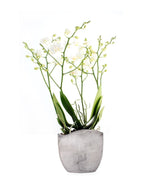 Orchidea |Phalaenopsis Sogo pop corn