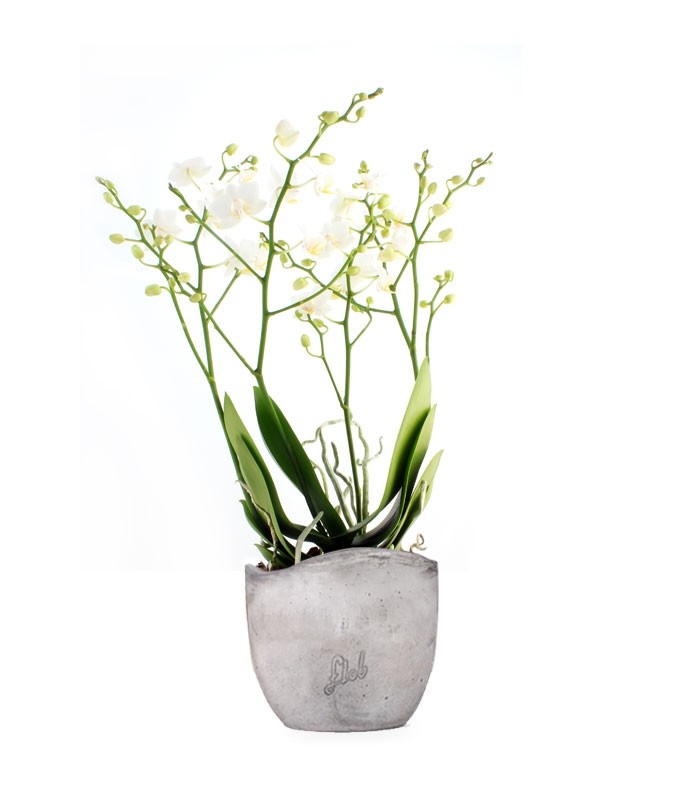Orchidea |Phalaenopsis Sogo pop corn