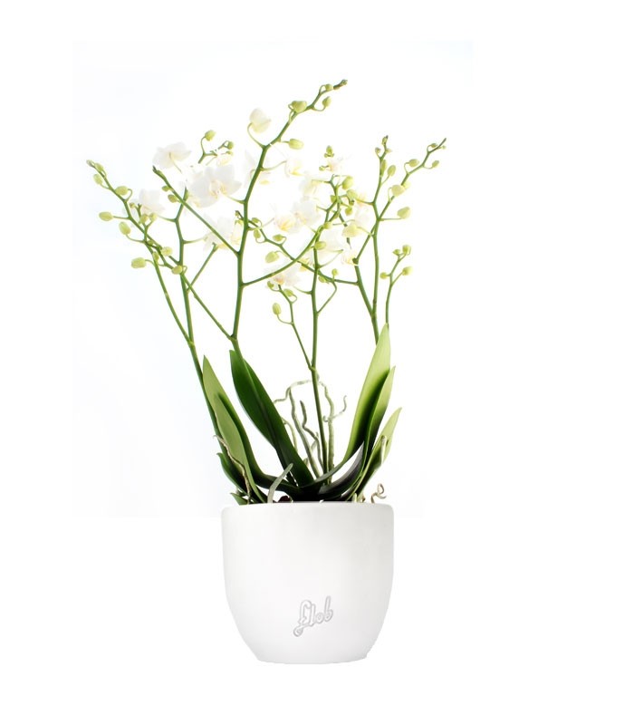 Orchidea |Phalaenopsis Sogo pop corn