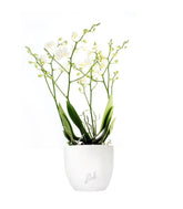Orchidea |Phalaenopsis Sogo pop corn