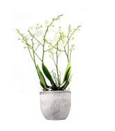 Orchidea |Phalaenopsis Sogo pop corn