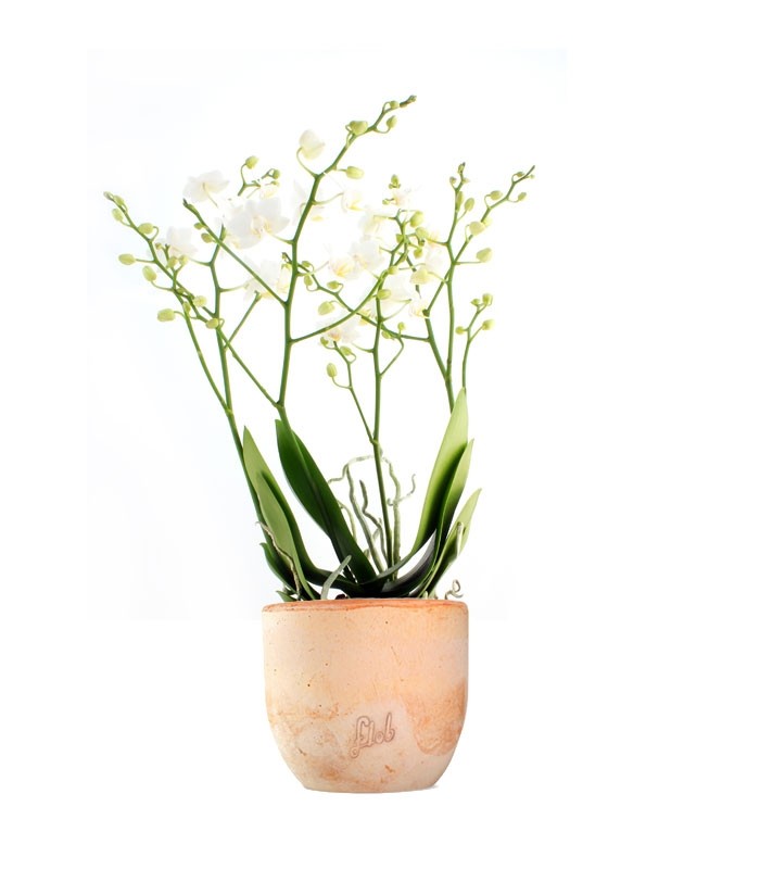 Orchidea |Phalaenopsis Sogo pop corn