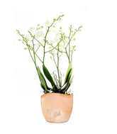 Orchidea |Phalaenopsis Sogo pop corn