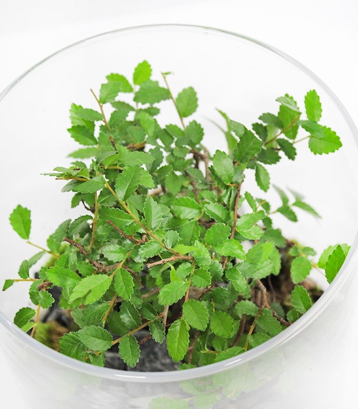  Olmo Bonsai in terrario