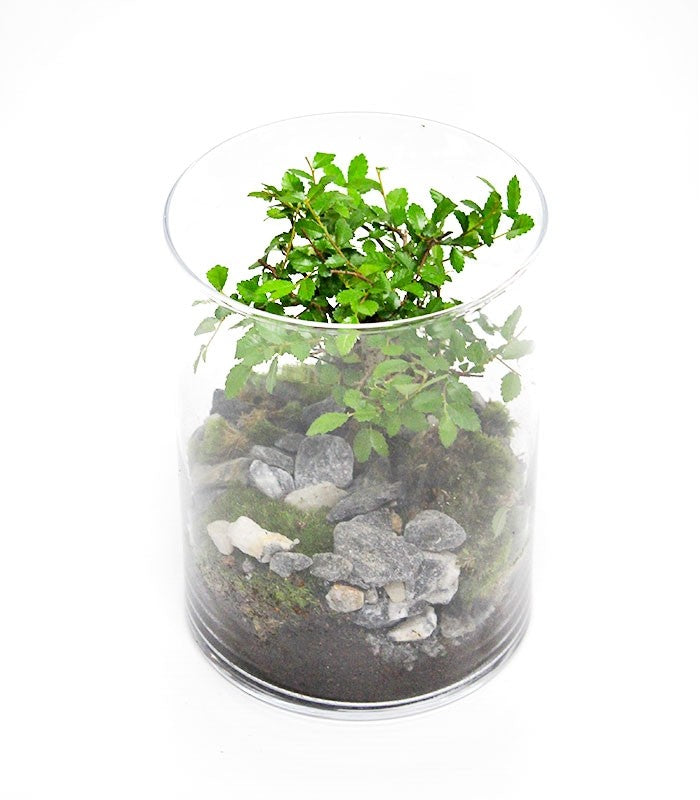  Olmo Bonsai in terrario