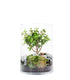 Portulacaria bonsai in terrarium