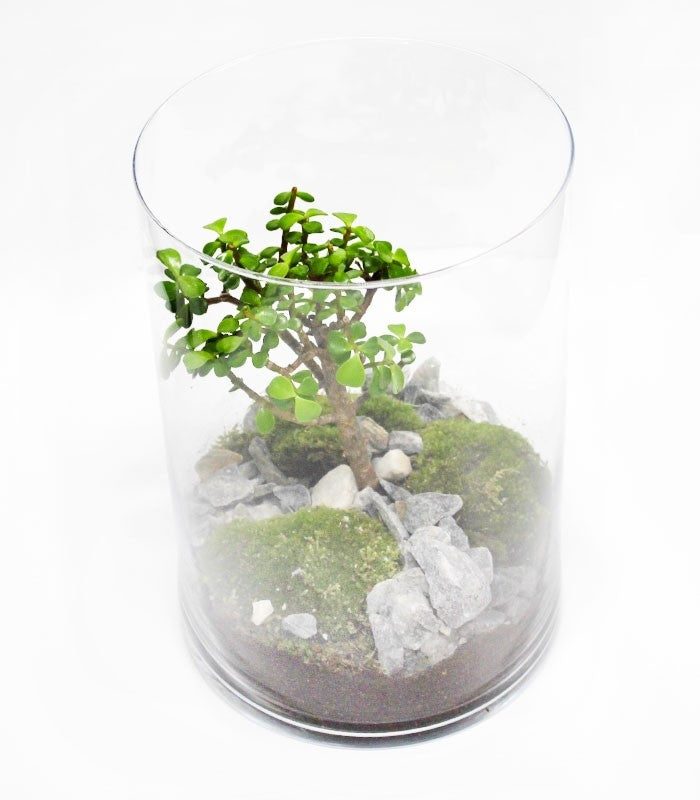 Portulacaria bonsai in terrarium