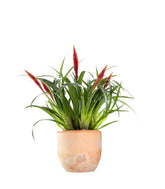 Guzmania Astrid Red