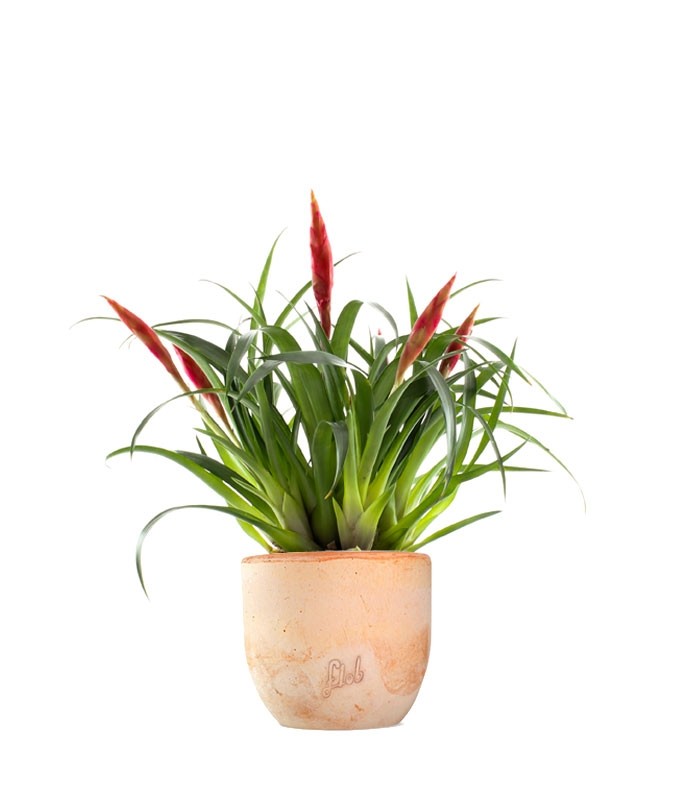 Guzmania Astrid Red