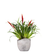 Guzmania Astrid Red