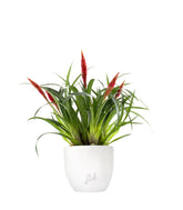 Guzmania Astrid Red
