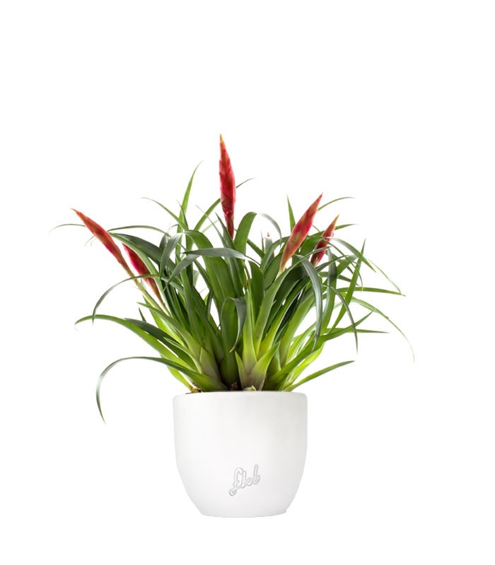 Guzmania Astrid Red