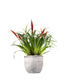 Guzmania Astrid Red