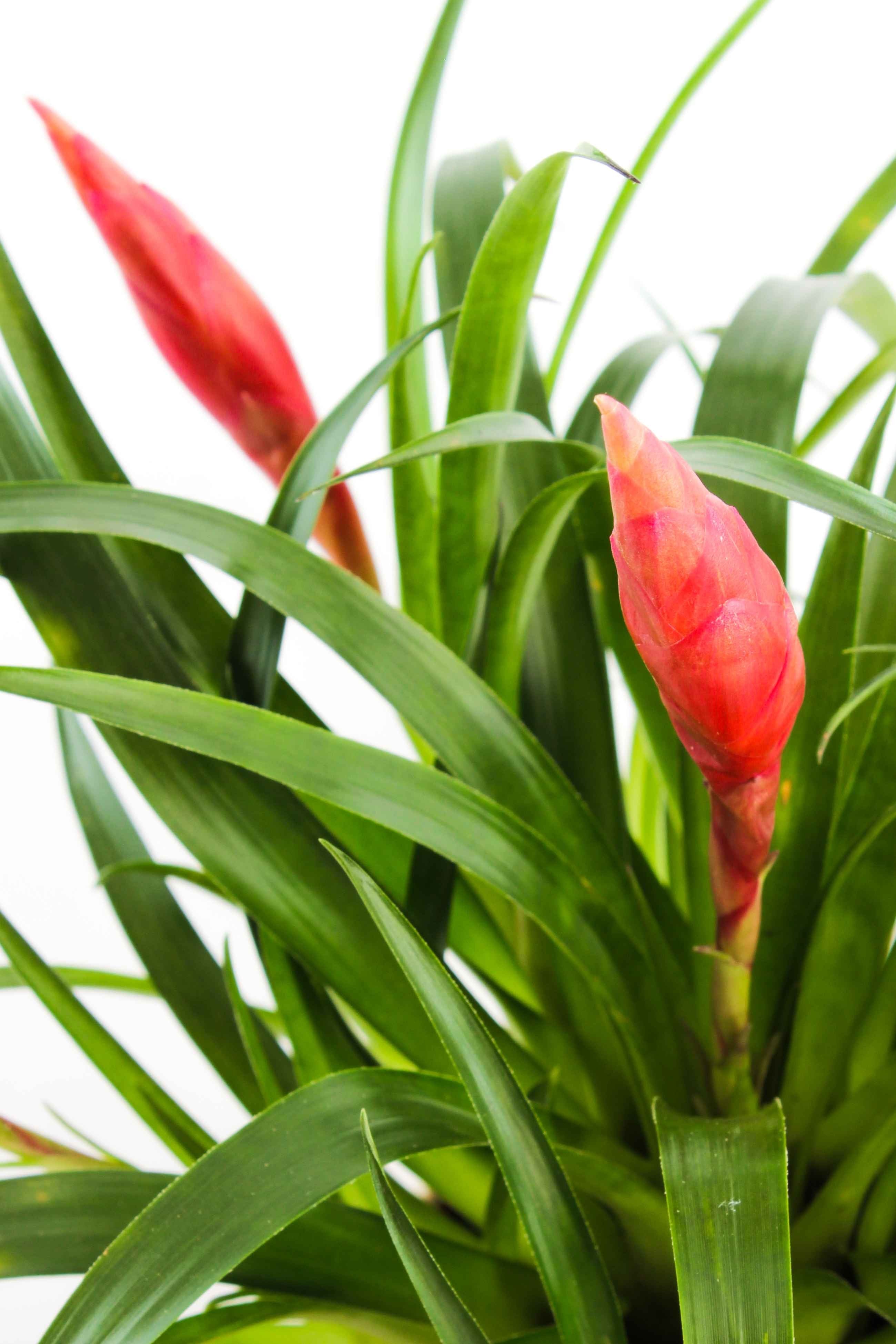 Guzmania Astrid Red
