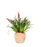 Guzmania Astrid Red