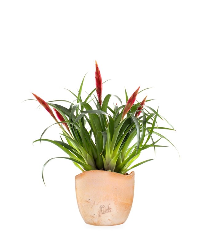 Guzmania Astrid Red