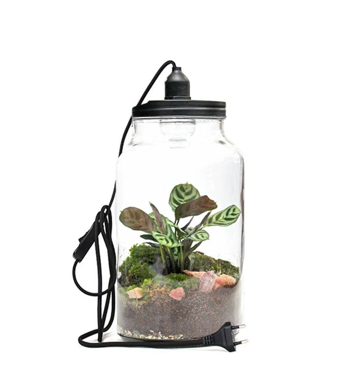 Lampada con calathea