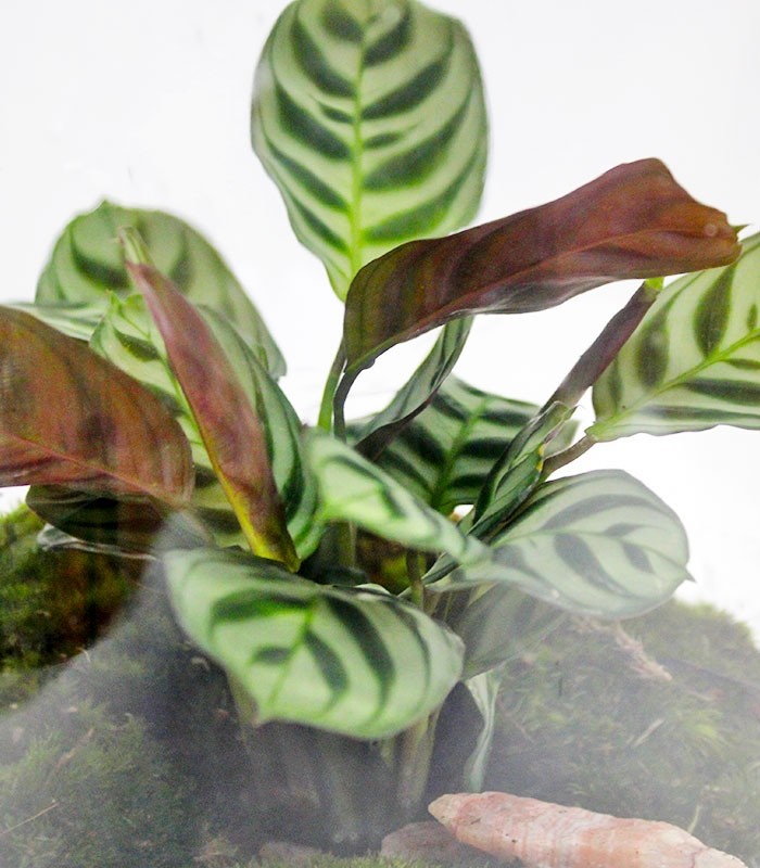 Lampada con calathea