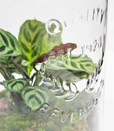 Lampada con calathea