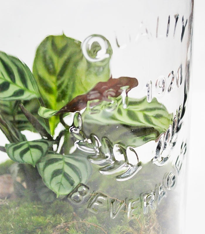 Lampada con calathea