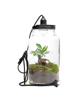 Lampada con ficus ginseng