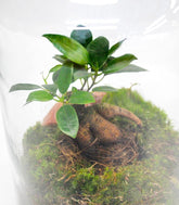 Lampada con ficus ginseng