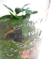 Lampada con ficus ginseng