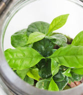 Lanterna terrarium con led
