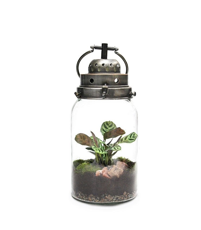Lanterna terrarium con led
