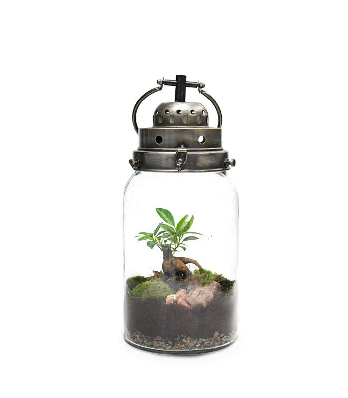 Lanterna terrarium con led