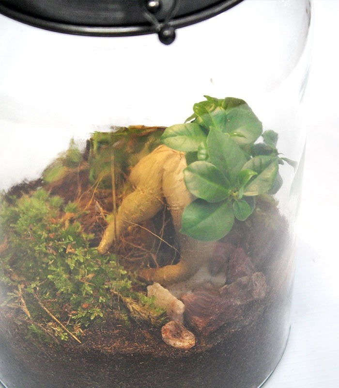 Lanterna terrarium con led