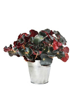 Begonia Jungle Black