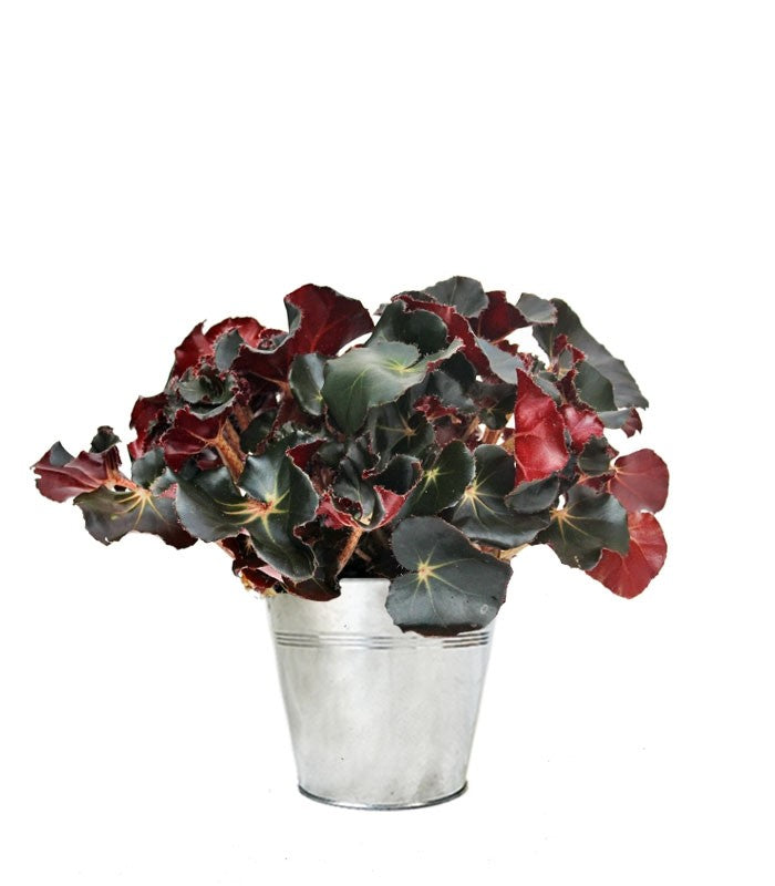 Begonia Jungle Black