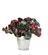 Begonia Jungle Black