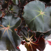 Begonia Jungle Black
