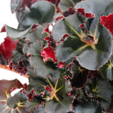Begonia Jungle Black
