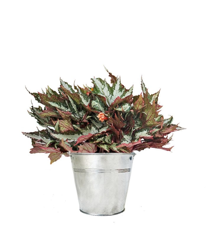 Begonia Sumatra Green