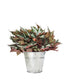 Begonia Sumatra Green