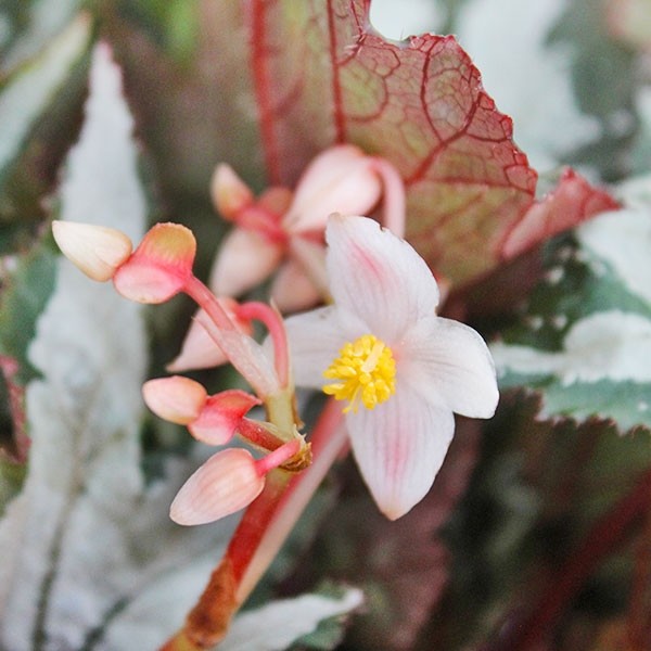 Begonia Sumatra Green