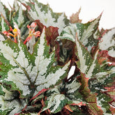 Begonia Sumatra Green