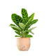 Calathea Zebrina