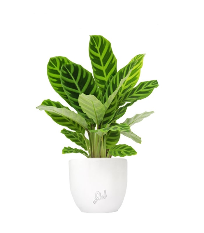 Calathea Zebrina