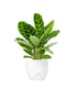 Calathea Zebrina