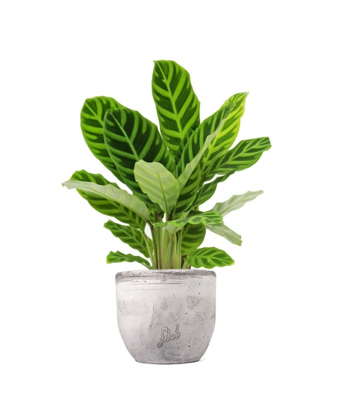 Calathea Zebrina
